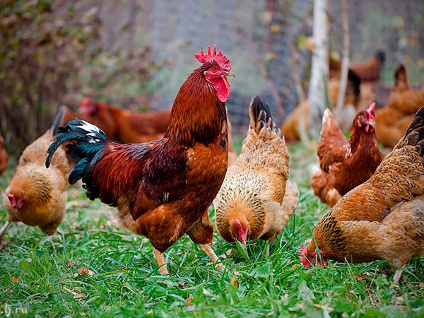 Породы куриц | ЗооТом - продажа, вязка и услуги для животных в Лагане