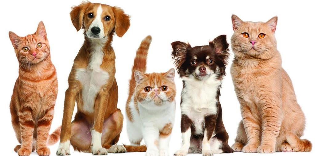 Доска объявлений о животных | ЗооТом - продажа, вязка и услуги для животных в Лагане