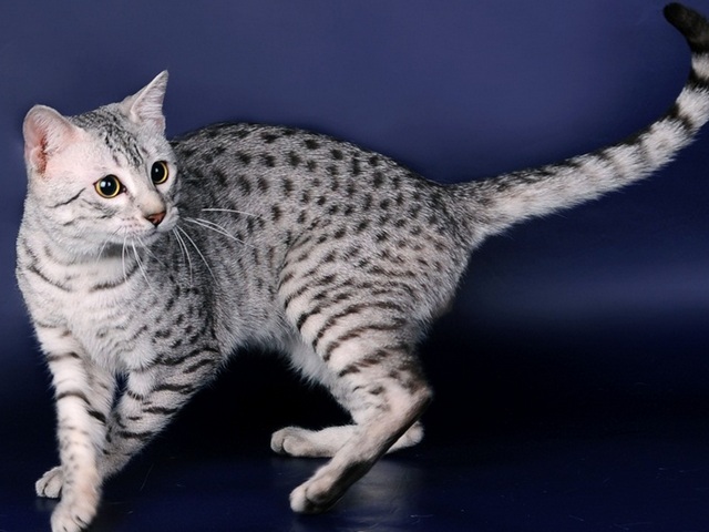 Породы кошек в Лагане | ЗооТом портал о животных