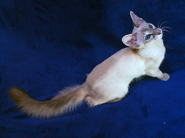 Выведенные породы кошек в Лагане | ЗооТом портал о животных