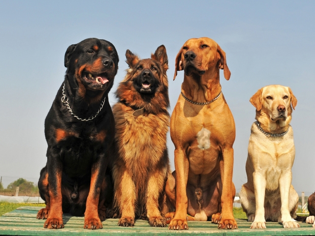 Крупные породы собак в Лагане | ЗооТом портал о животных