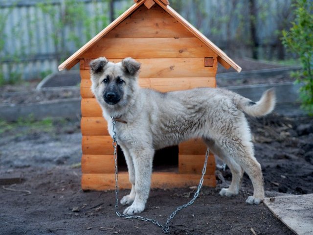 Все о собаках в Лагане Все о собаках в Лагане